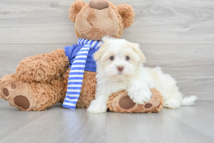 Havanese Pup Being Cute