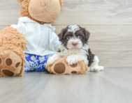 6 week old Havanese Puppy For Sale - Premier Pups