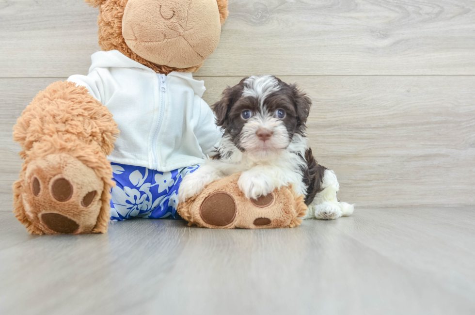 6 week old Havanese Puppy For Sale - Premier Pups