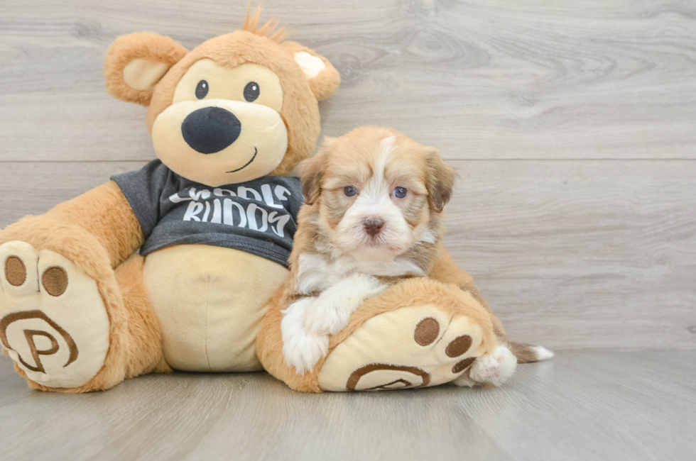 7 week old Havanese Puppy For Sale - Premier Pups