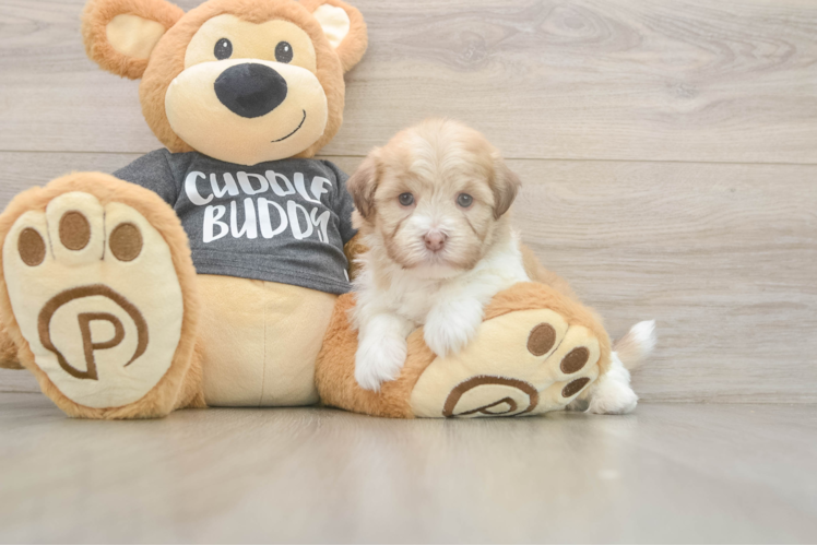 Happy Bichon Habanero Purebred Puppy
