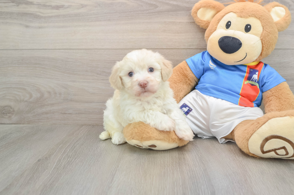 Playful Havanese Baby