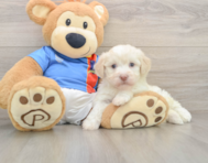 6 week old Havanese Puppy For Sale - Premier Pups