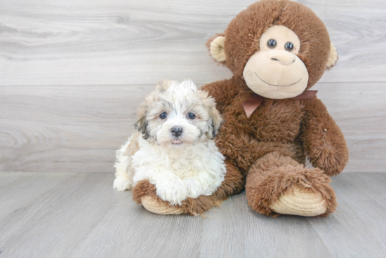 Havanese Pup Being Cute