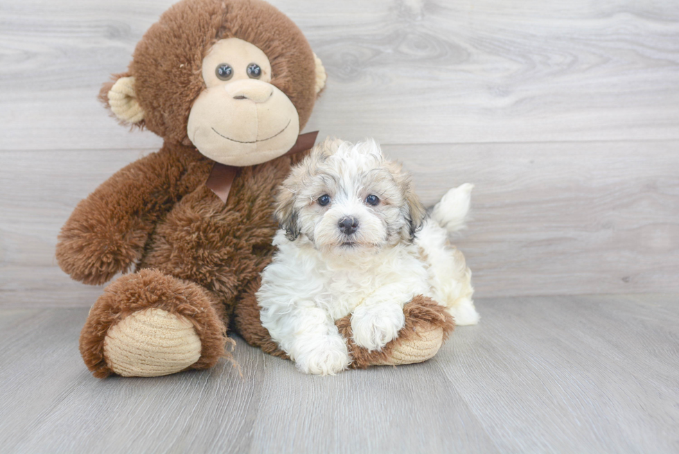 Sweet Havanese Purebred Puppy