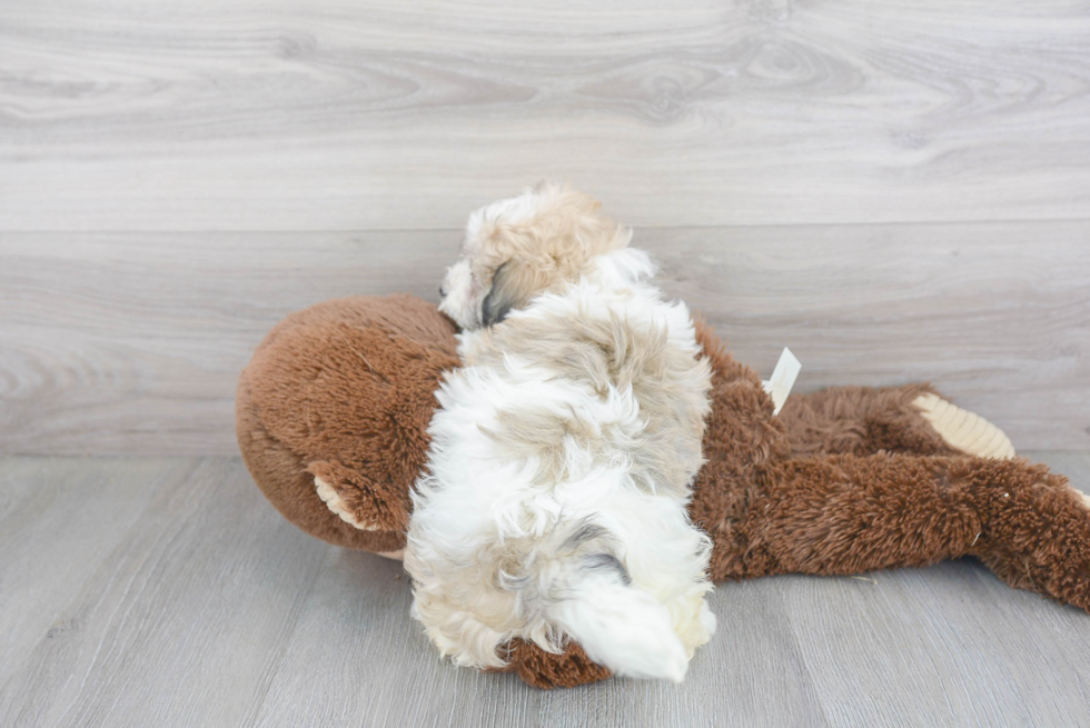 Havanese Pup Being Cute