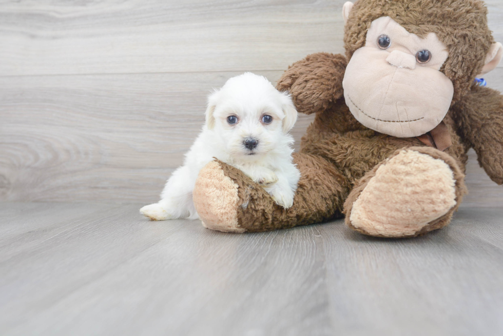 Havanese Puppy for Adoption