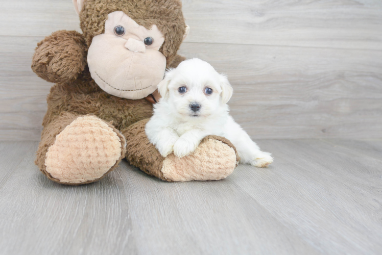 Funny Havanese Purebred Pup