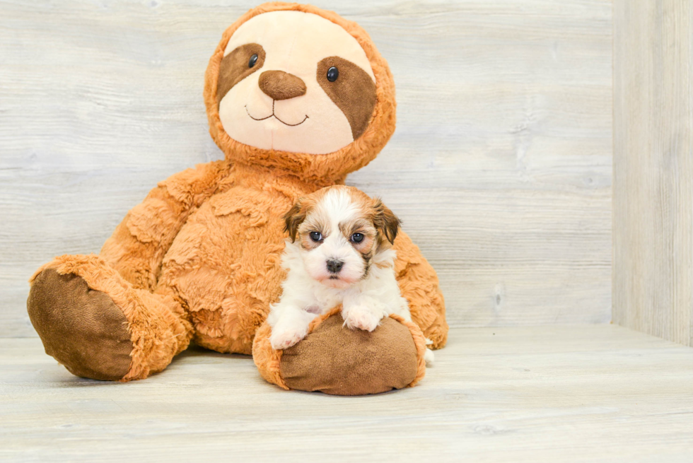 Small Havanese Baby
