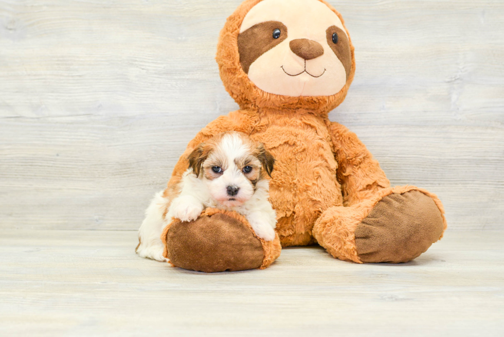 Havanese Pup Being Cute