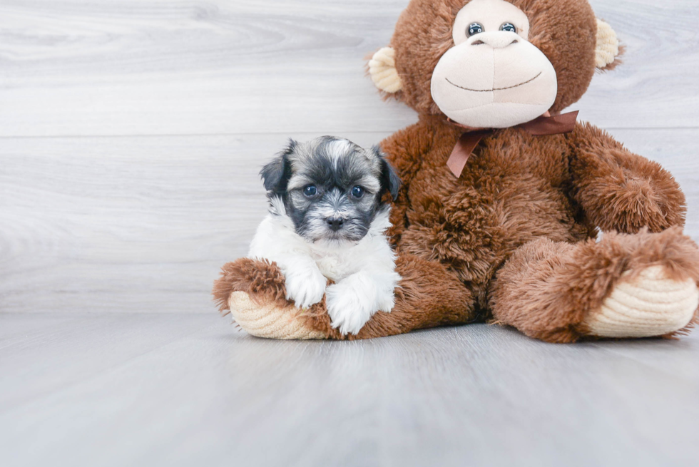 Funny Havanese Baby