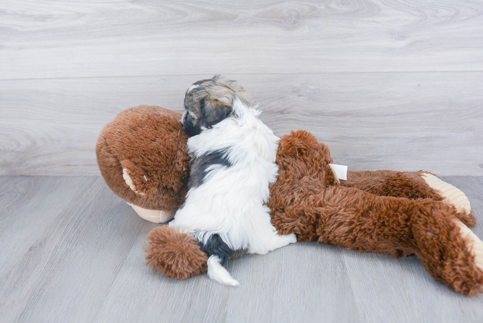 Funny Havanese Purebred Pup