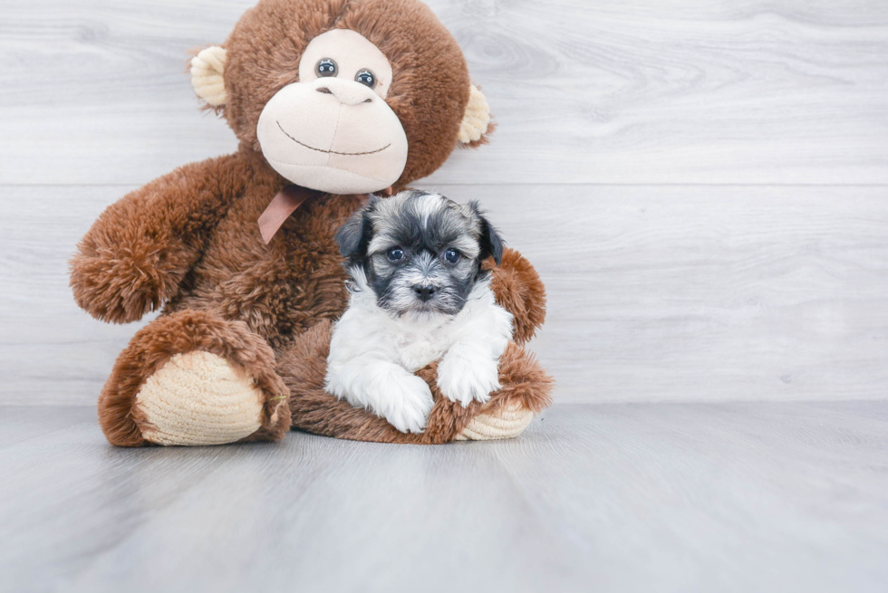 Best Havanese Baby