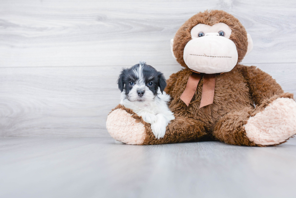 Cute Havanese Purebred Puppy