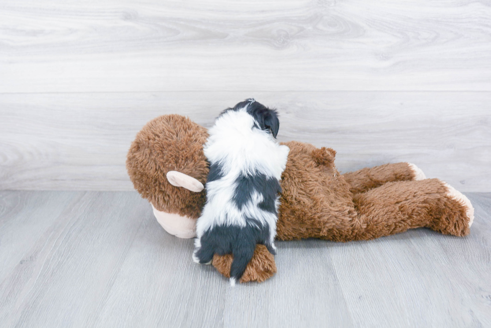 Adorable Havanese Purebred Puppy