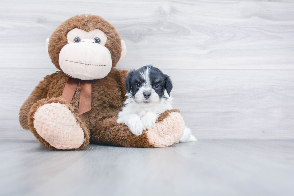 Best Havanese Baby