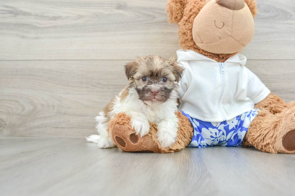 6 week old Havanese Puppy For Sale - Premier Pups