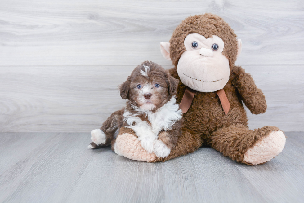 Energetic Havanese Purebred Puppy