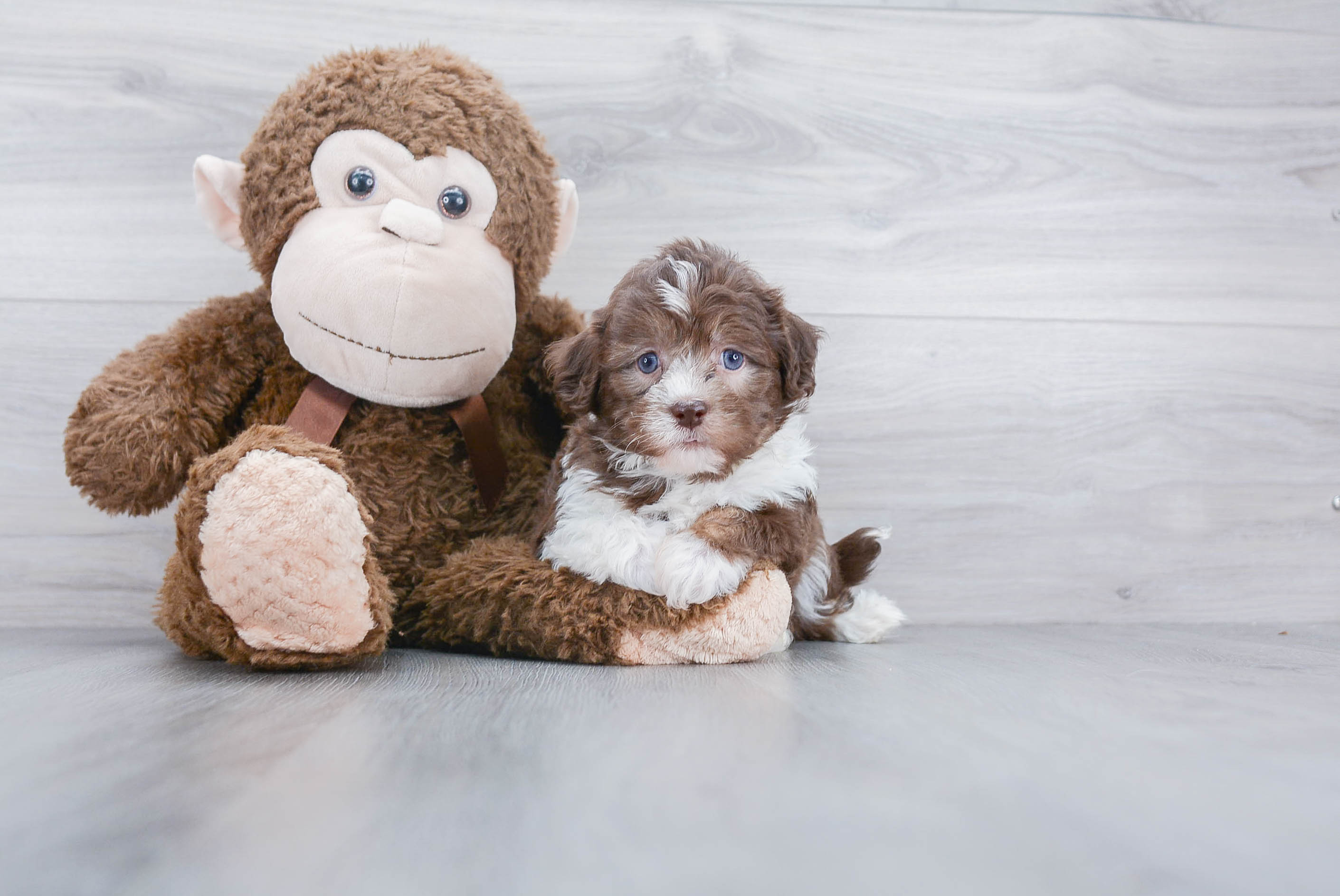 Akc Registered Havanese Baby