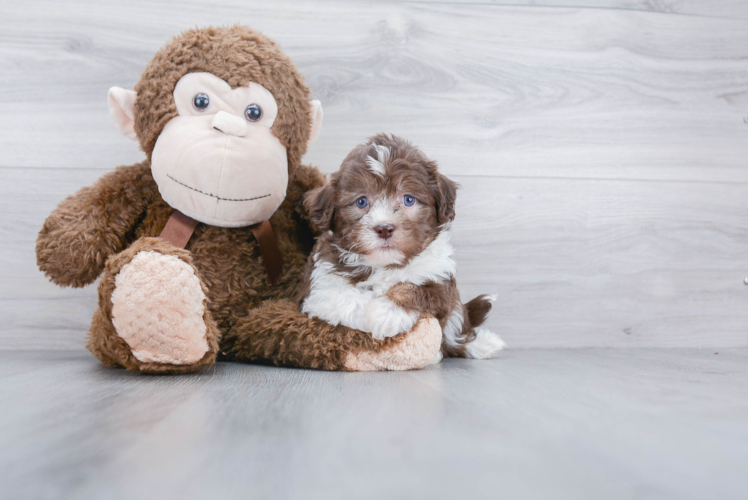 Akc Registered Havanese Baby