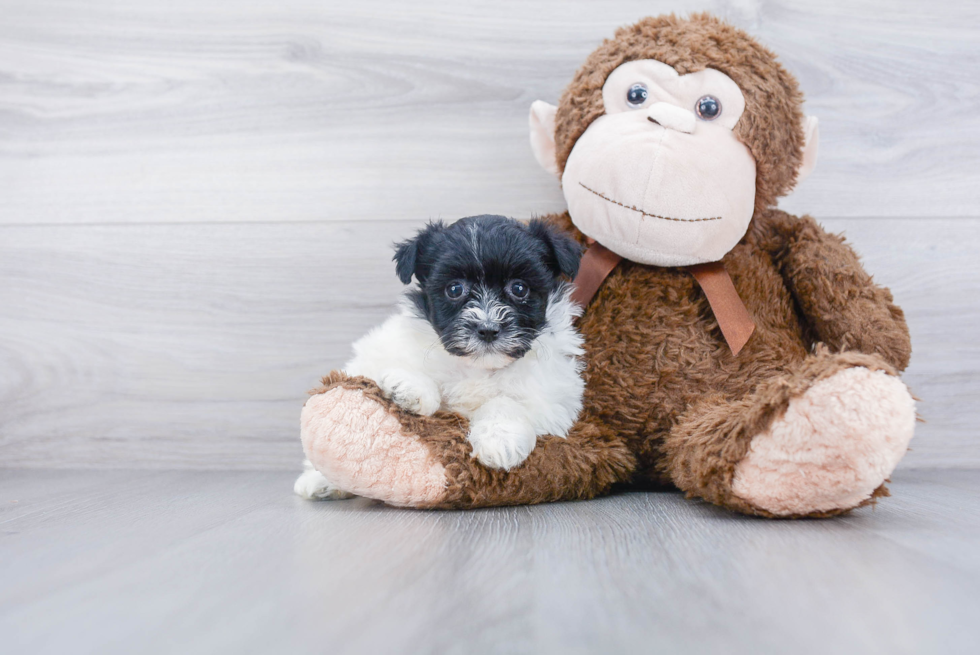 Little Havanese Baby