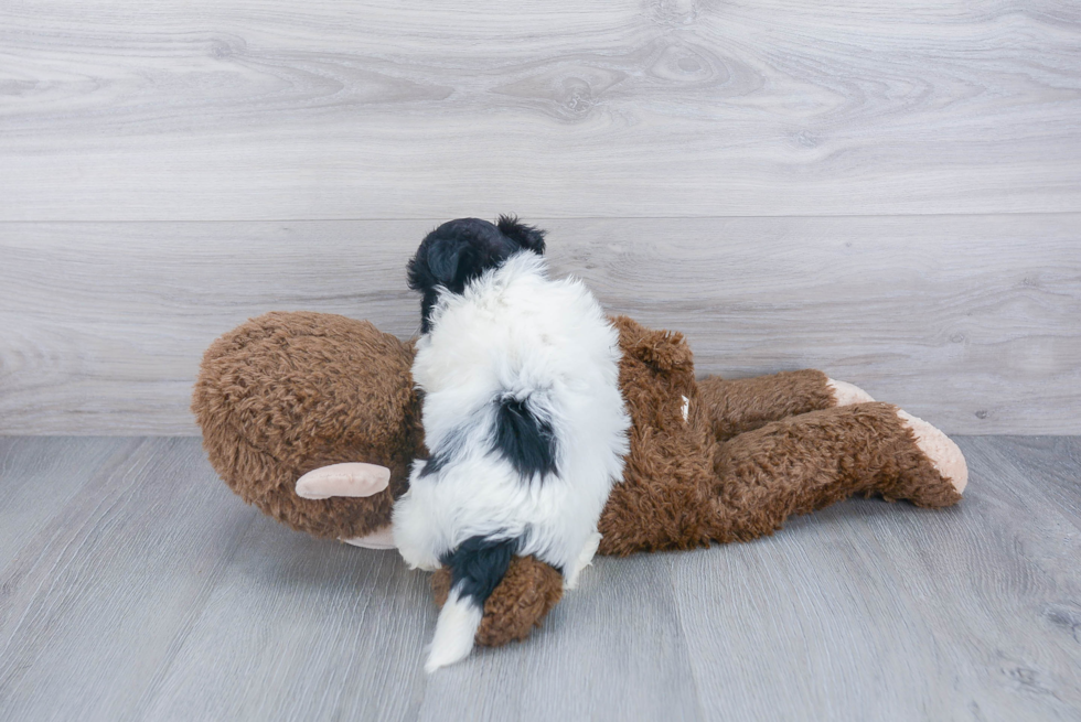 Havanese Pup Being Cute