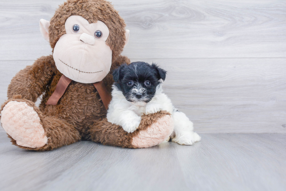 Havanese Puppy for Adoption