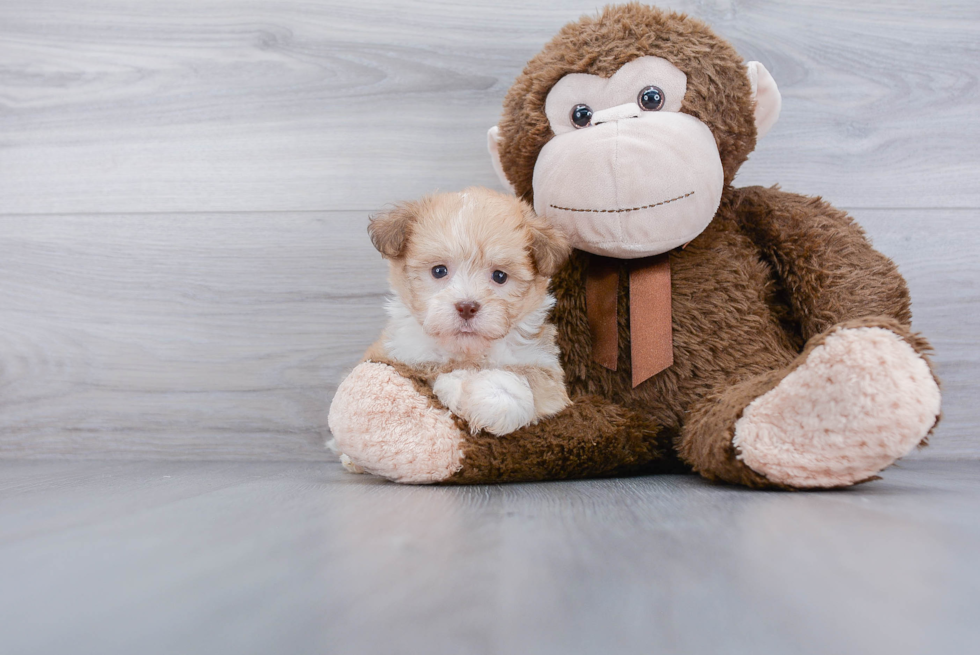 Havanese Puppy for Adoption