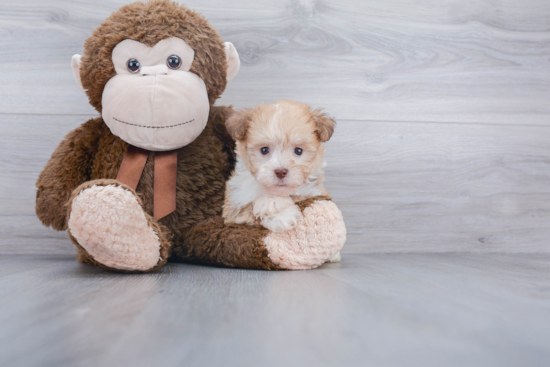 Energetic Havanese Purebred Puppy