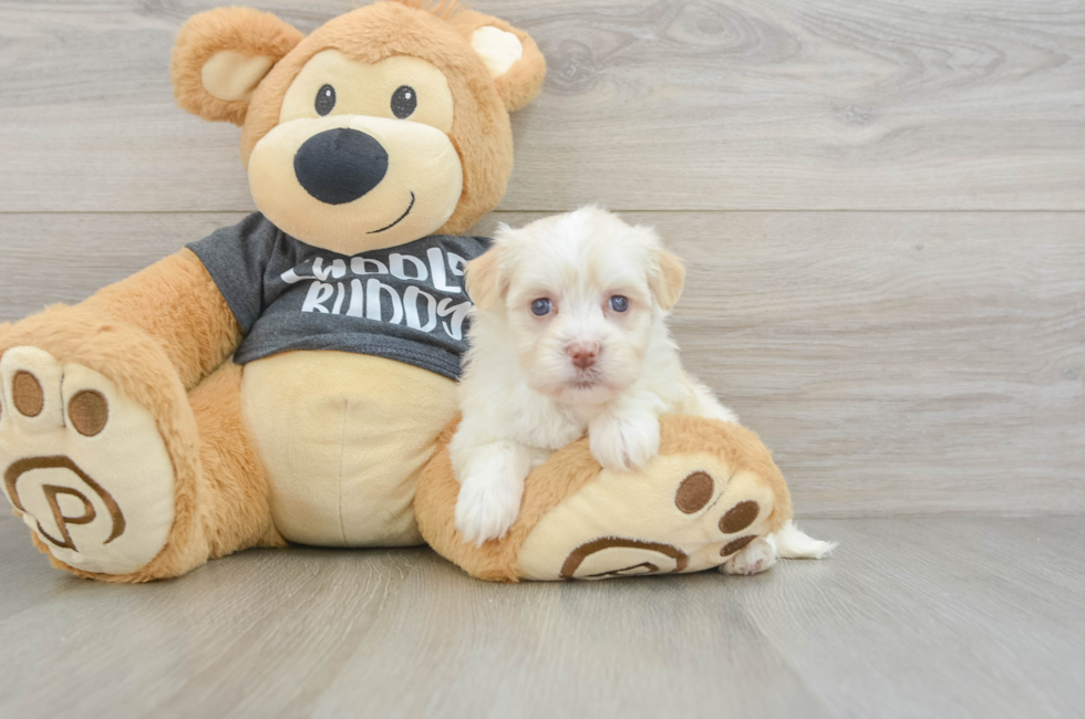 6 week old Havanese Puppy For Sale - Premier Pups