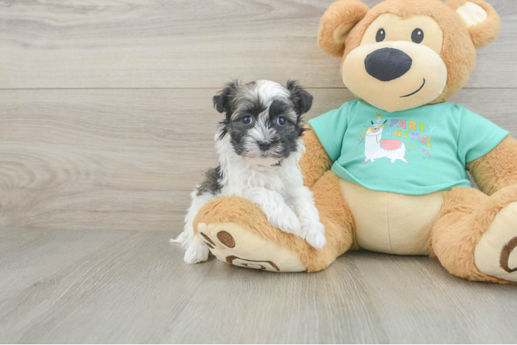 Small Havanese Purebred Pup