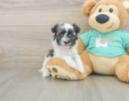 7 week old Havanese Puppy For Sale - Premier Pups