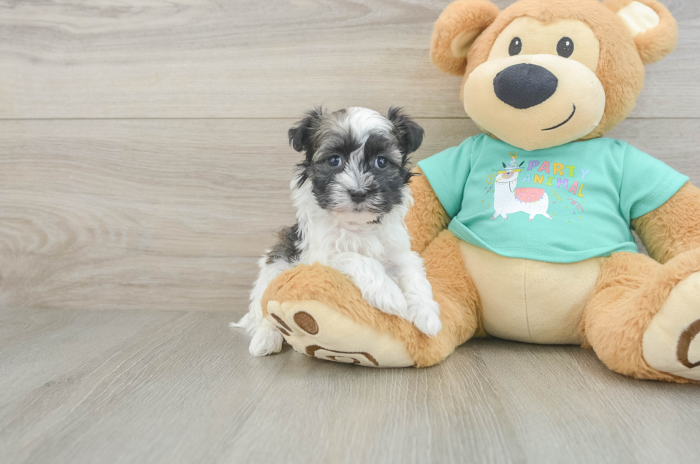 5 week old Havanese Puppy For Sale - Premier Pups
