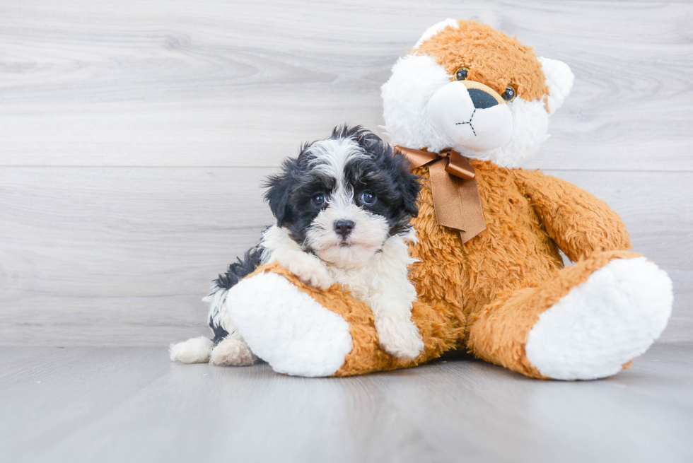 Friendly Havanese Purebred Pup