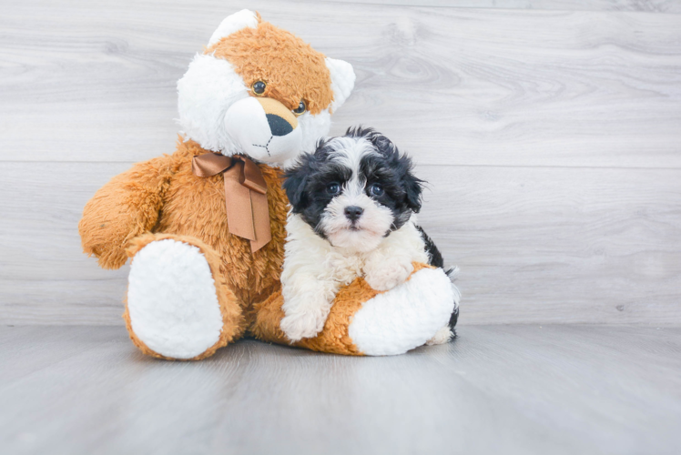 Best Havanese Baby