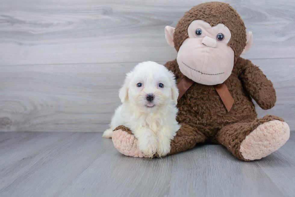 Friendly Havanese Baby