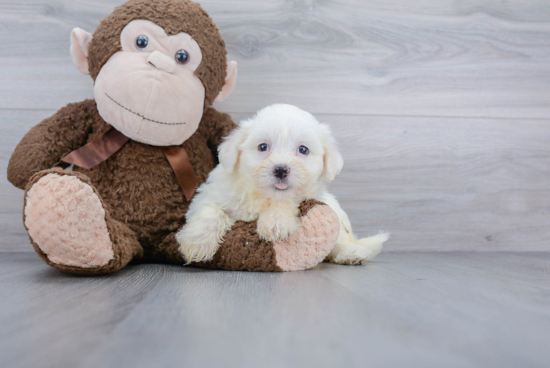 Friendly Havanese Baby