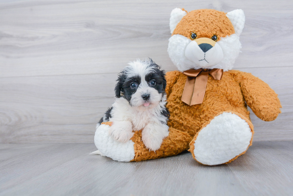 Little Havanese Purebred Pup