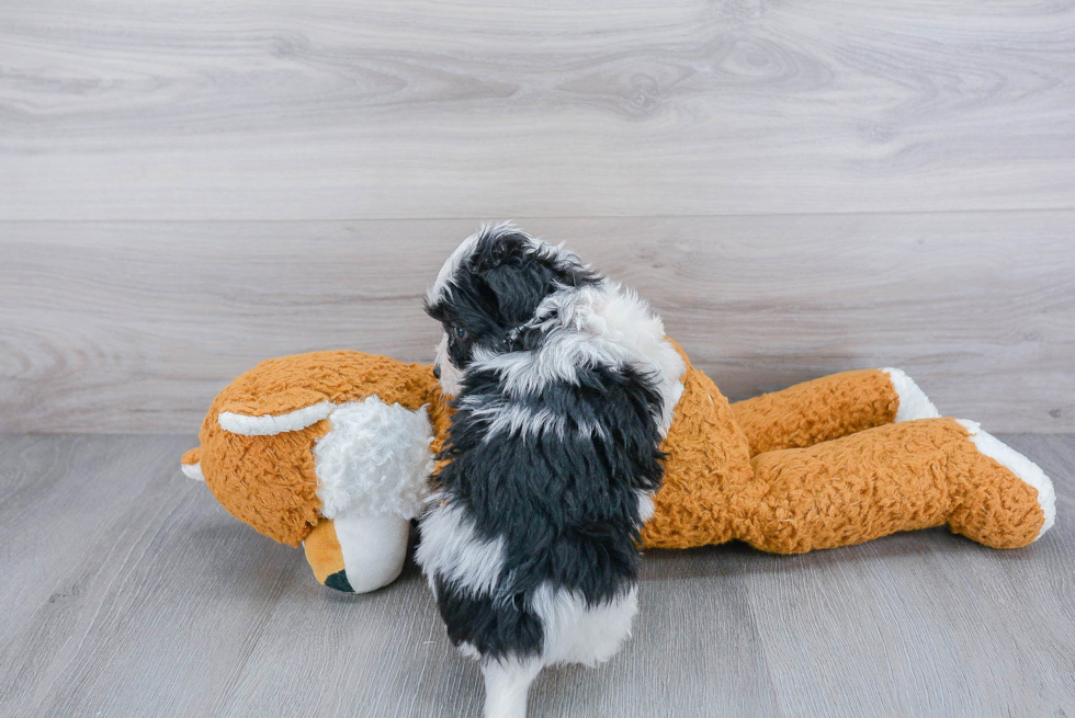 Havanese Pup Being Cute