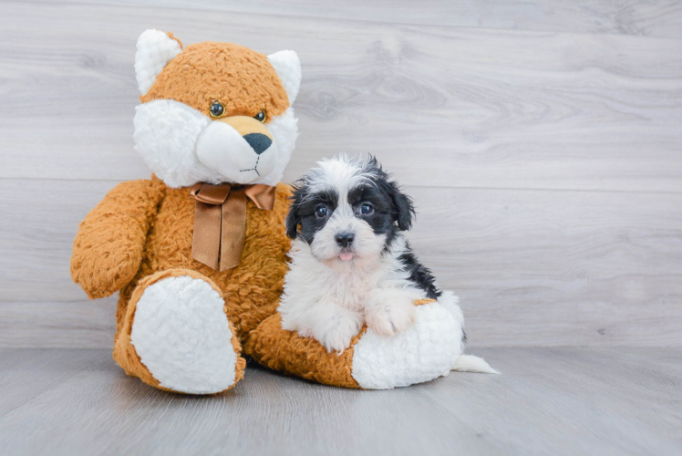 Havanese Pup Being Cute