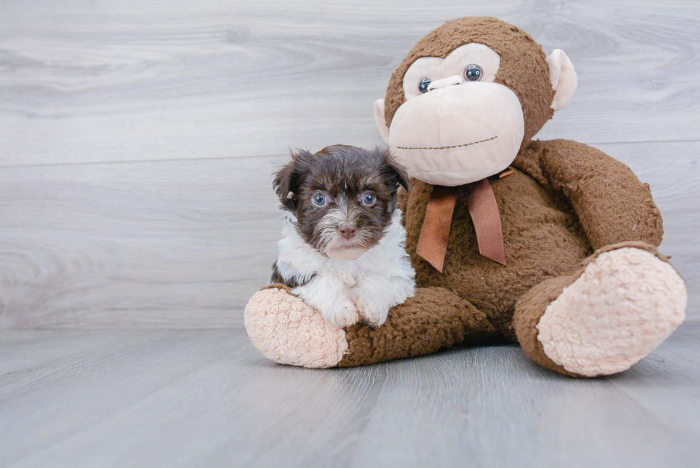 Small Havanese Purebred Pup