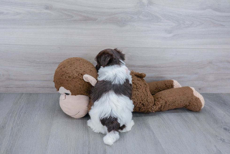 Havanese Puppy for Adoption