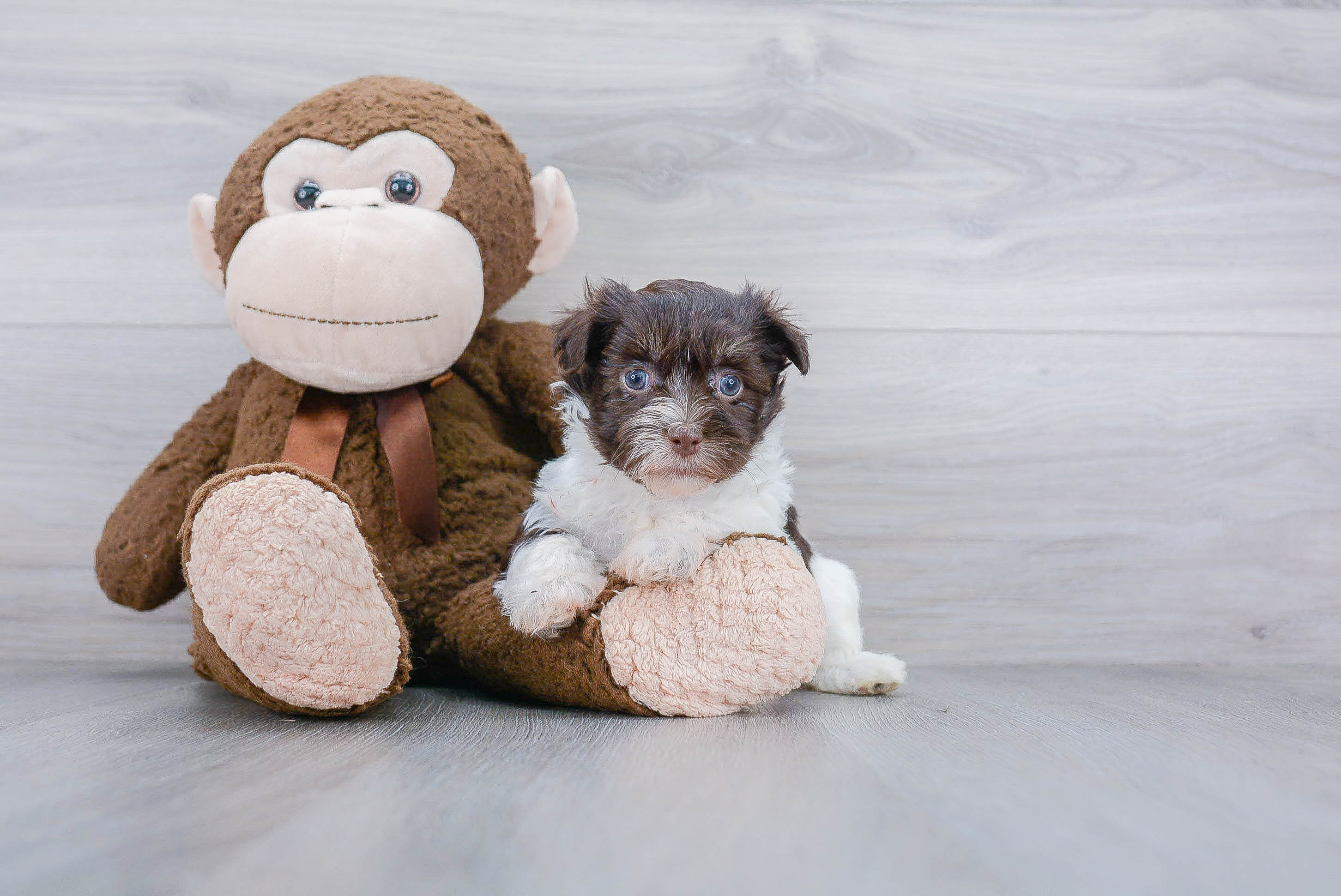 Havanese Pup Being Cute