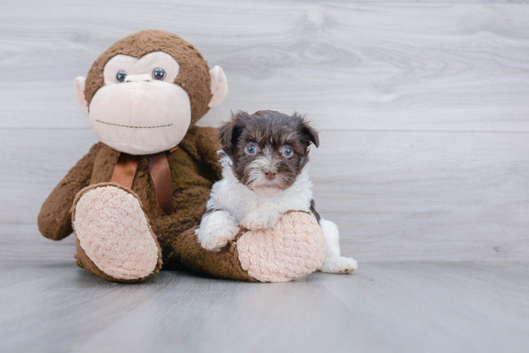 Havanese Pup Being Cute