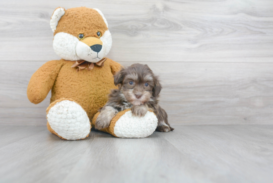 Havanese Pup Being Cute