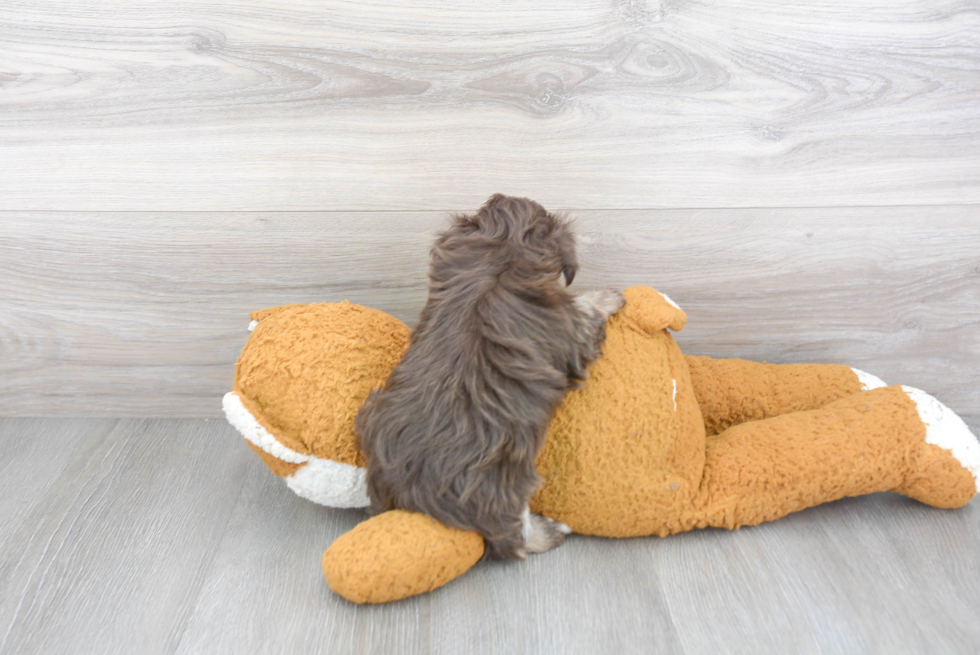 Havanese Pup Being Cute