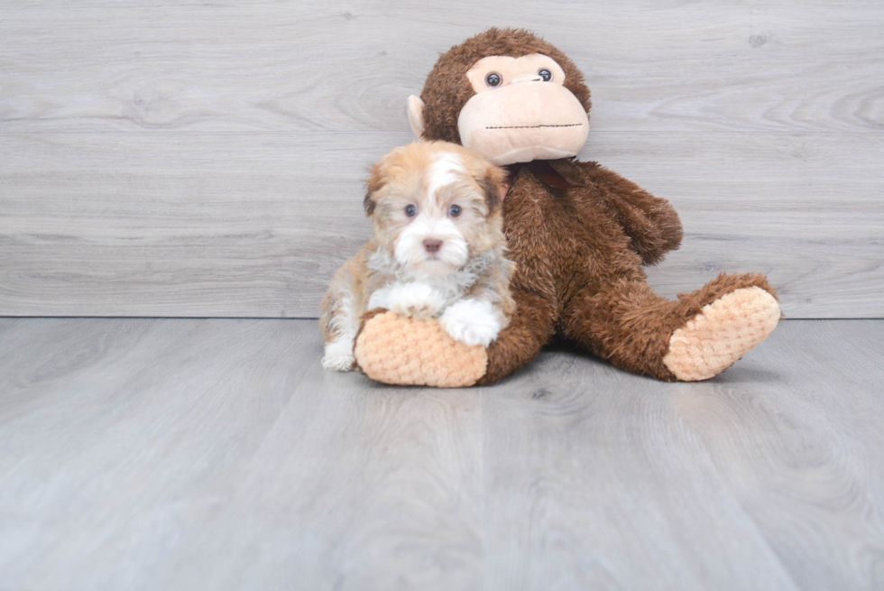 Petite Havanese Purebred Puppy