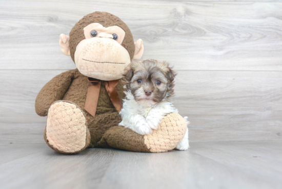 Small Havanese Purebred Pup