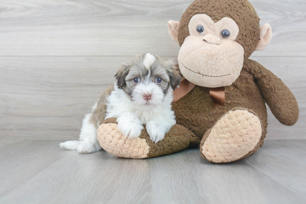 Best Havanese Baby