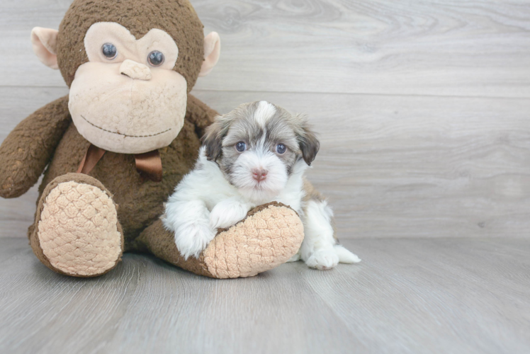 Fluffy Havanese Purebred Puppy